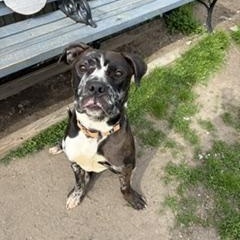 Rufus, a ADOPTABLE mixed breed in Taunton, MA image 2/3