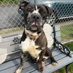 Rufus, a ADOPTABLE mixed breed in Taunton, MA image 3/3
