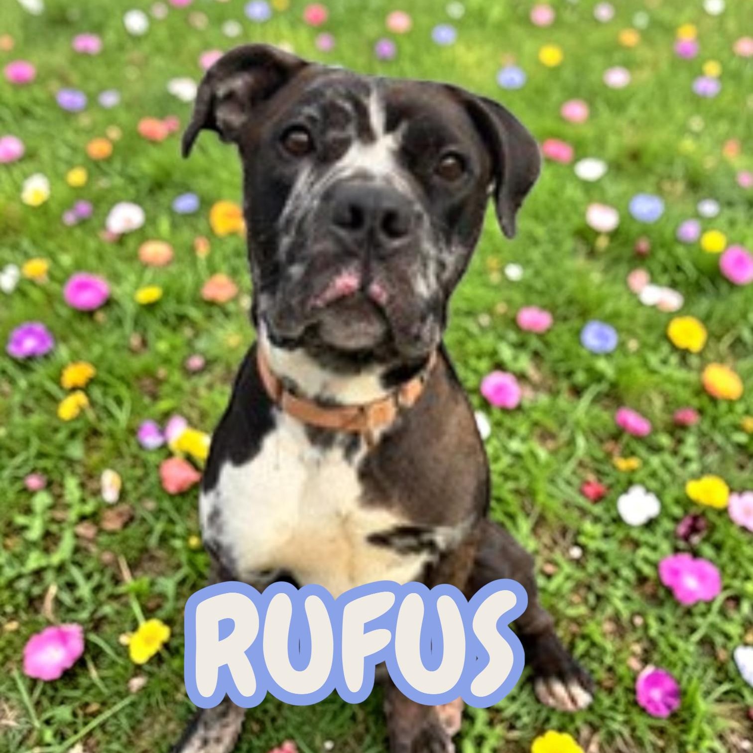 Rufus, a ADOPTABLE mixed breed in Taunton, MA image 1/3