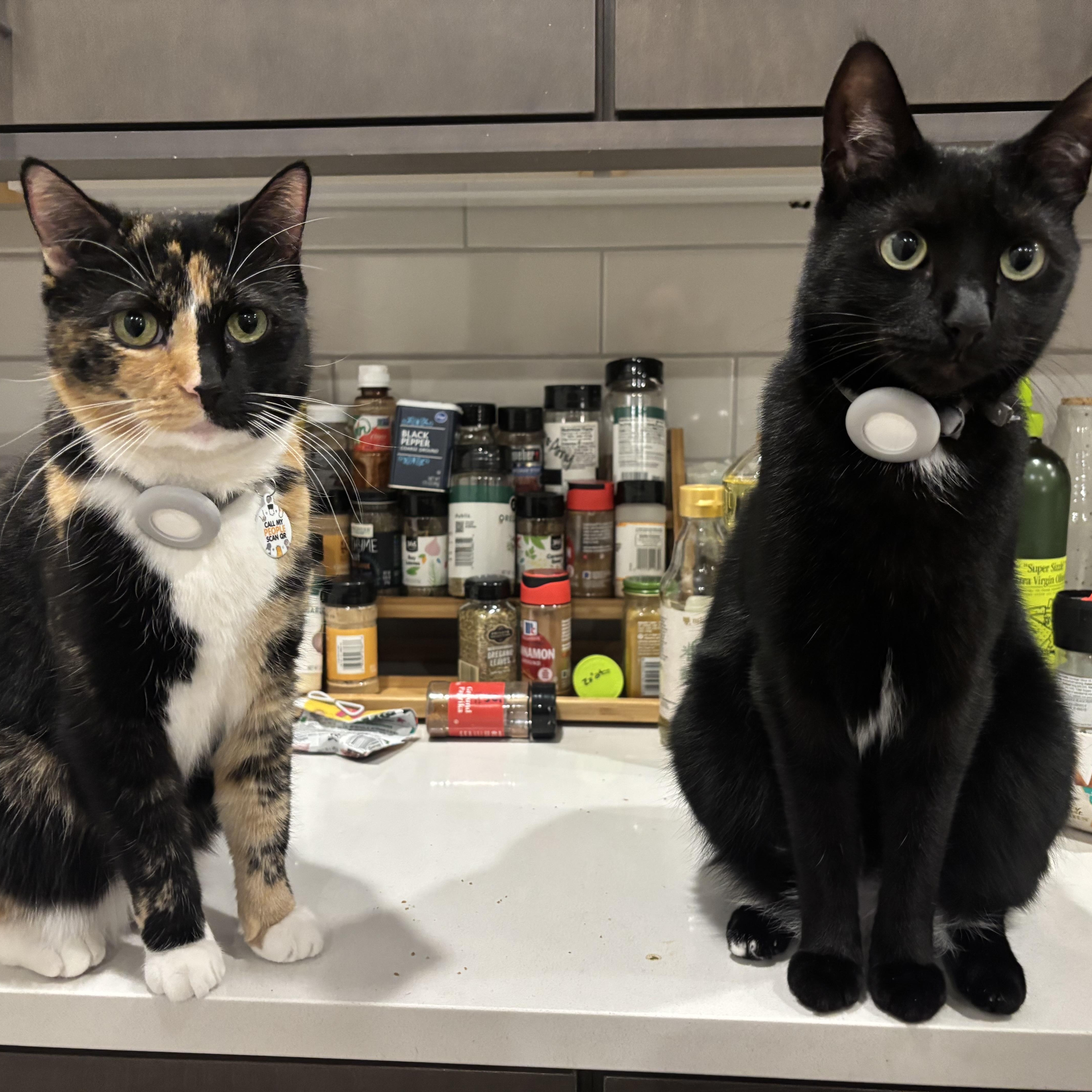 Enlarge Louie (Bonded to Lola), a ADOPTABLE Domestic Short Hair in Nashville, TN image 4/6