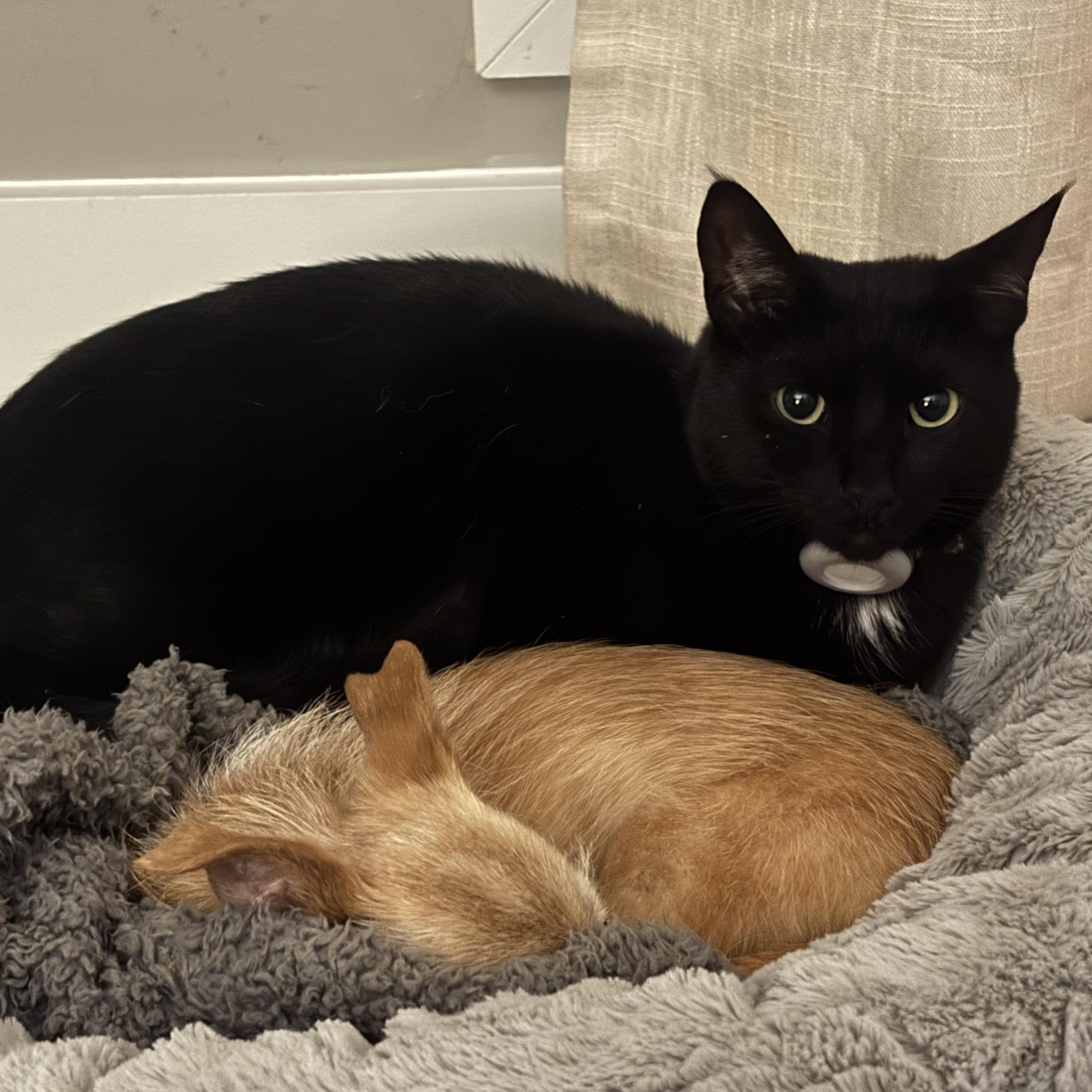 Enlarge Louie (Bonded to Lola), a ADOPTABLE Domestic Short Hair in Nashville, TN image 3/6