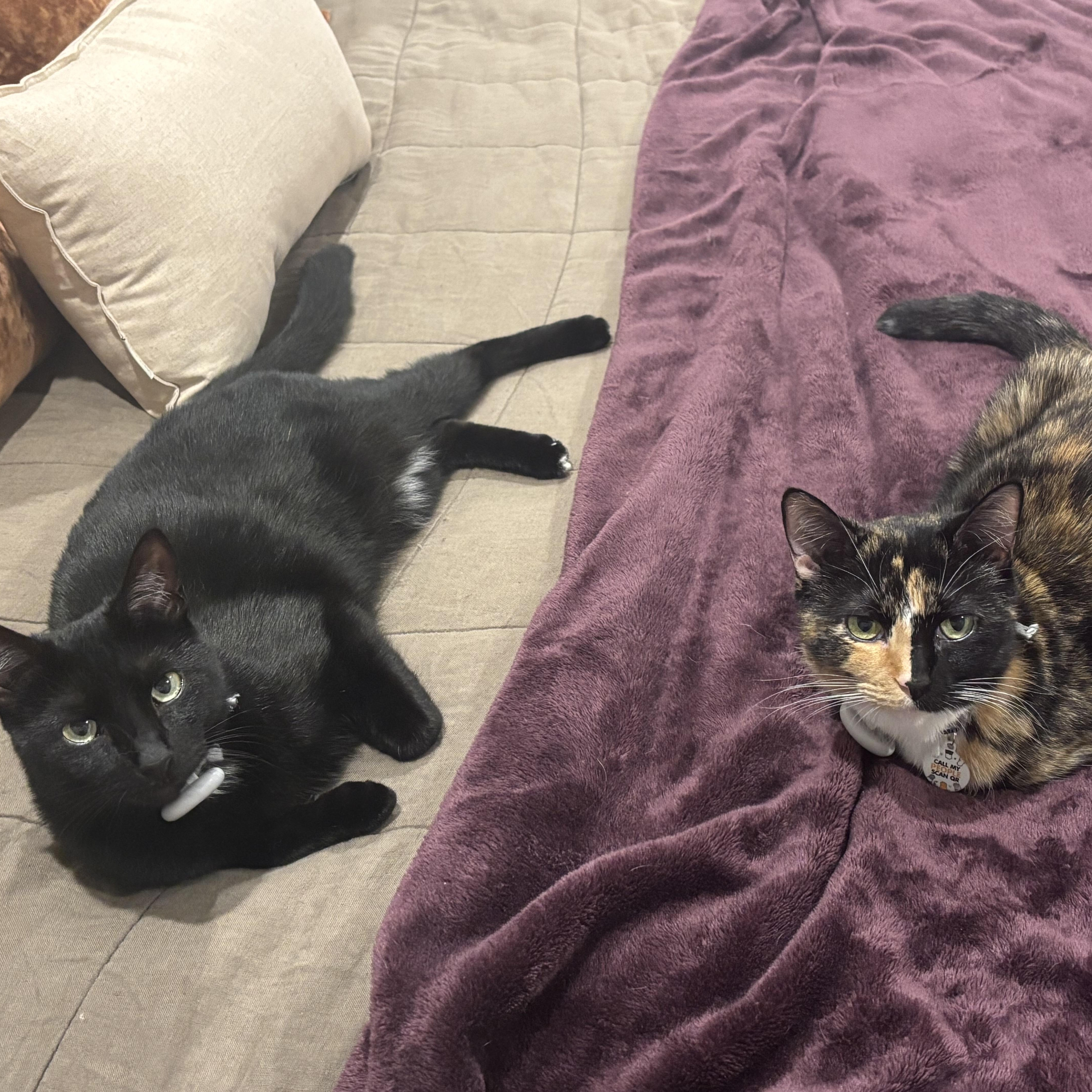 Enlarge Louie (Bonded to Lola), a ADOPTABLE Domestic Short Hair in Nashville, TN image 6/6