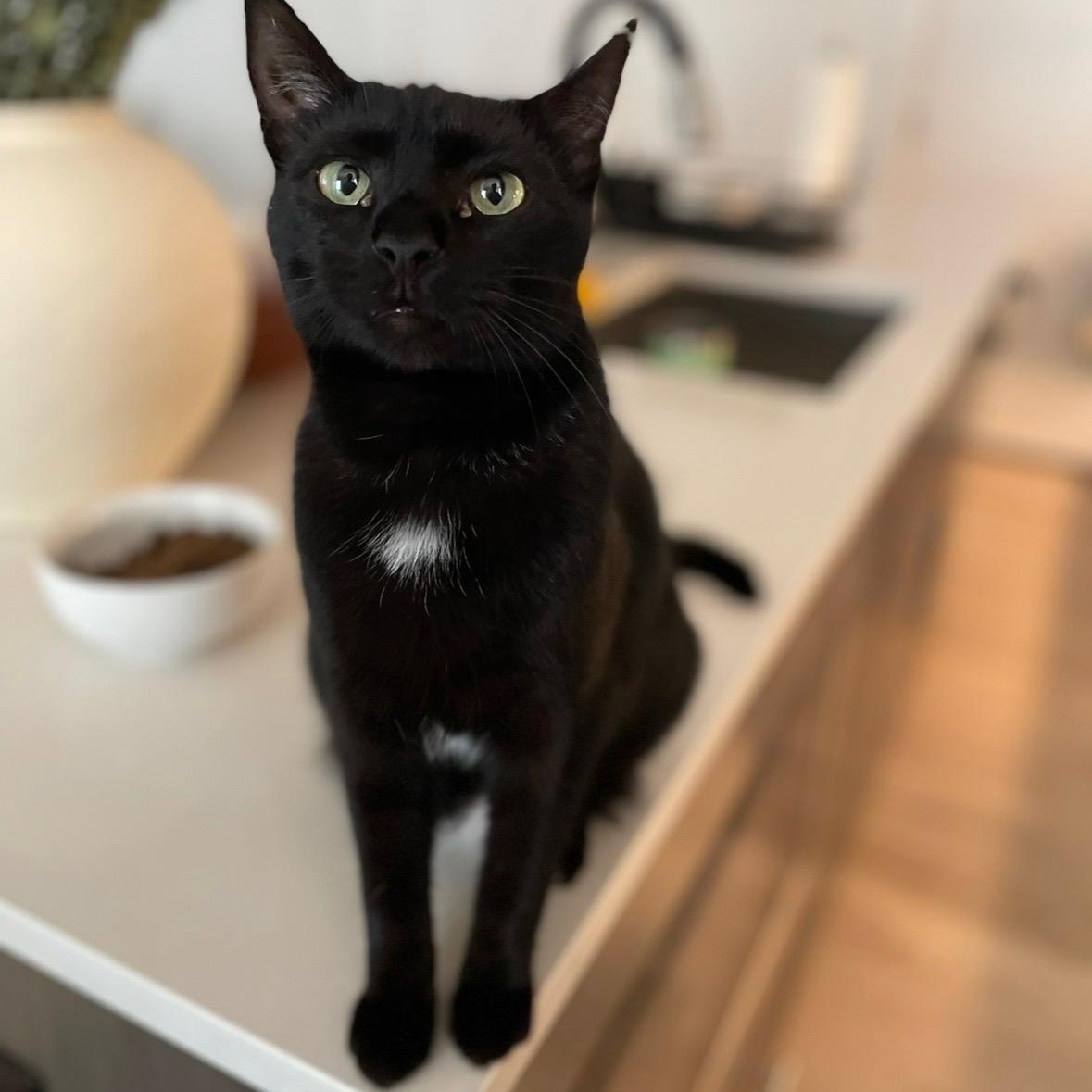 Louie (Bonded to Lola), ADOPTABLE, Adult Male Domestic Short Hair.