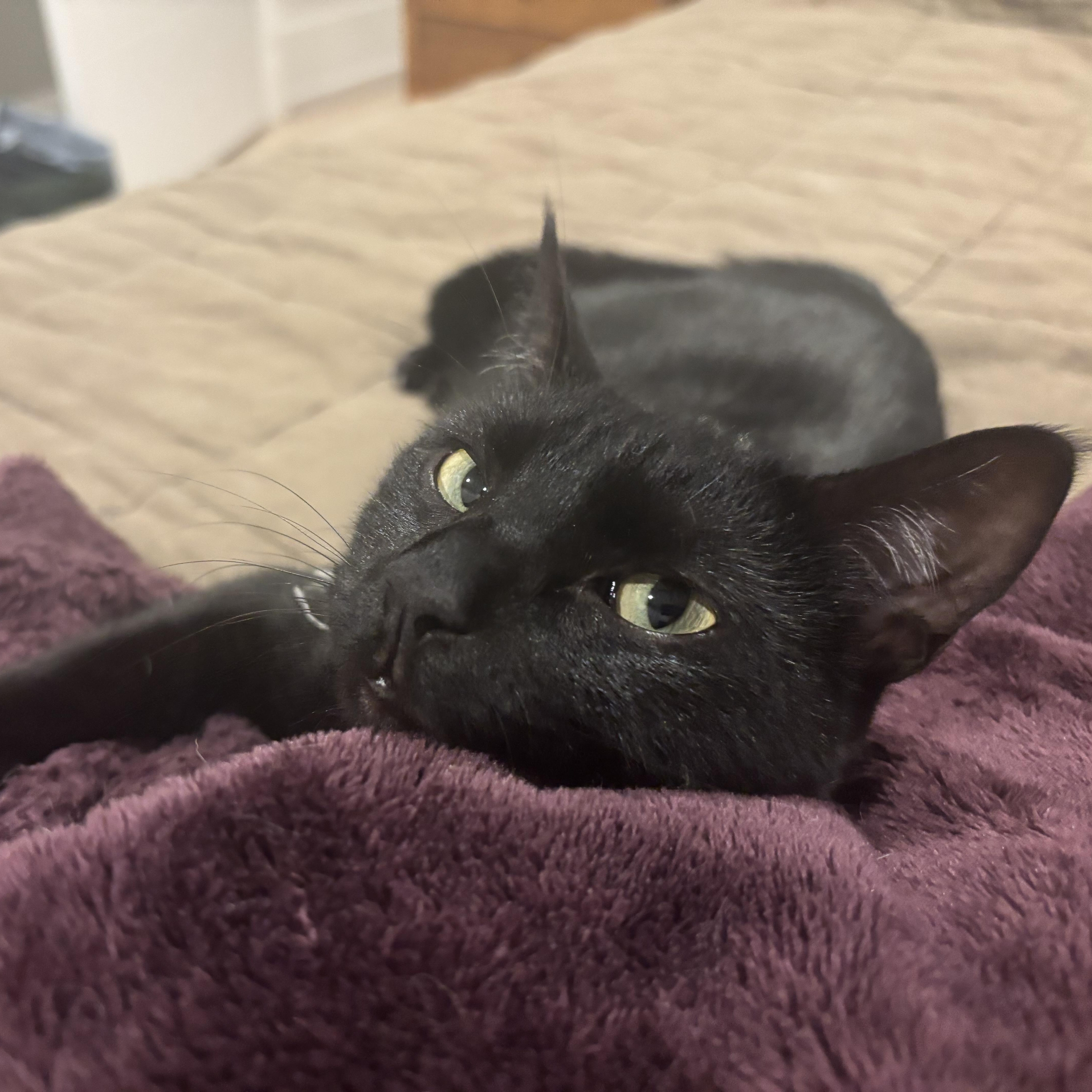 Enlarge Louie (Bonded to Lola), a ADOPTABLE Domestic Short Hair in Nashville, TN image 2/6
