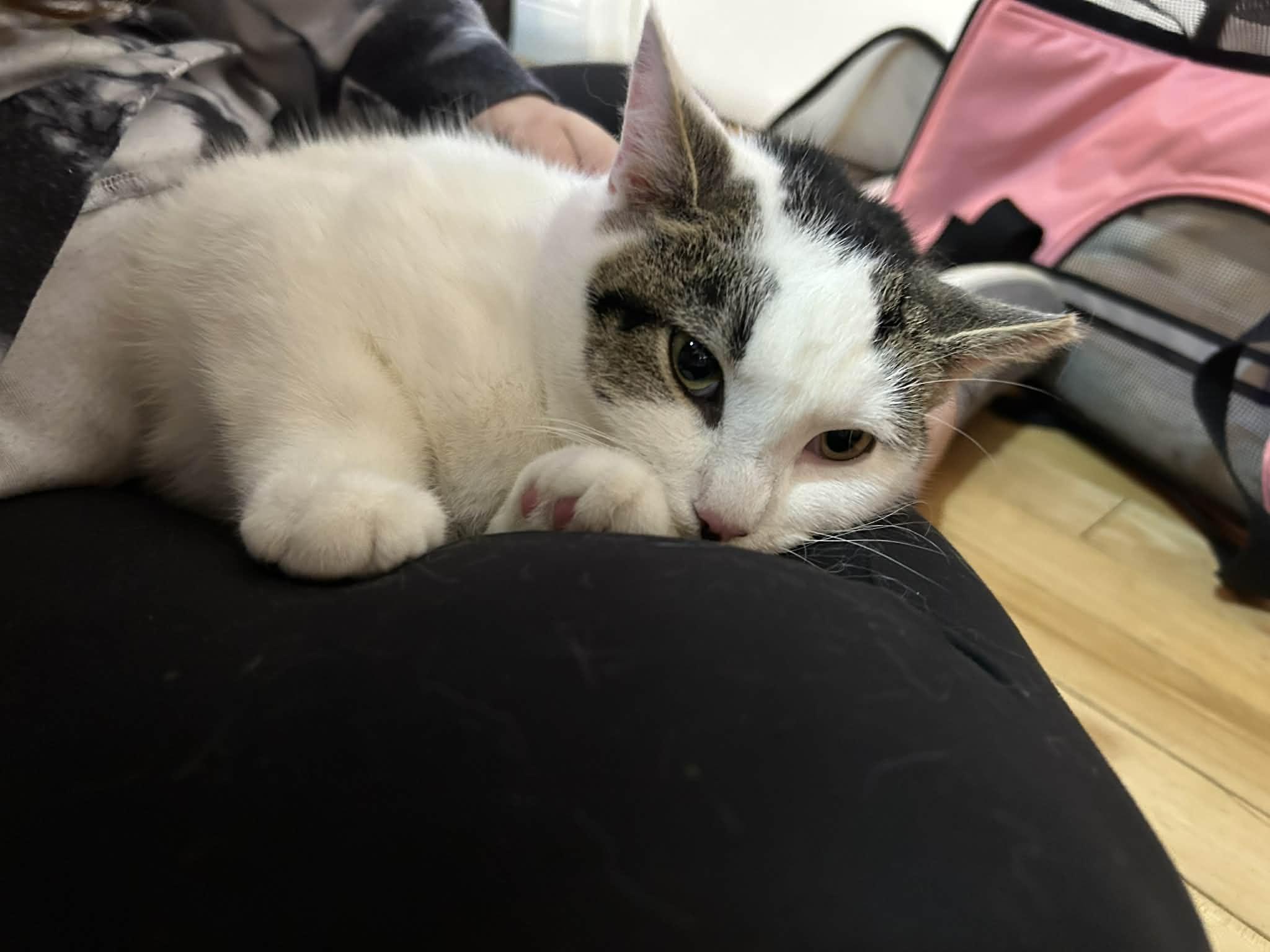 FLORENCE (FLO), a Adoptable mixed breed in Kennebunk , ME image 3/4