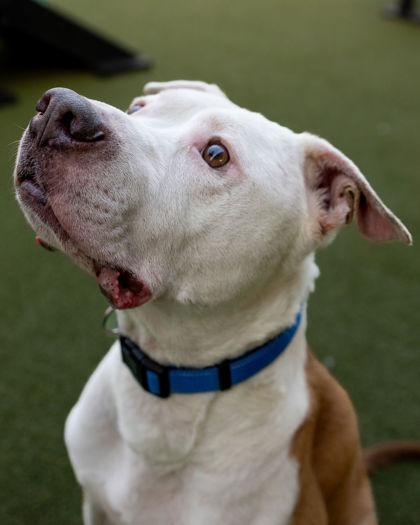 Winnie The Pooh — thumbnail 4