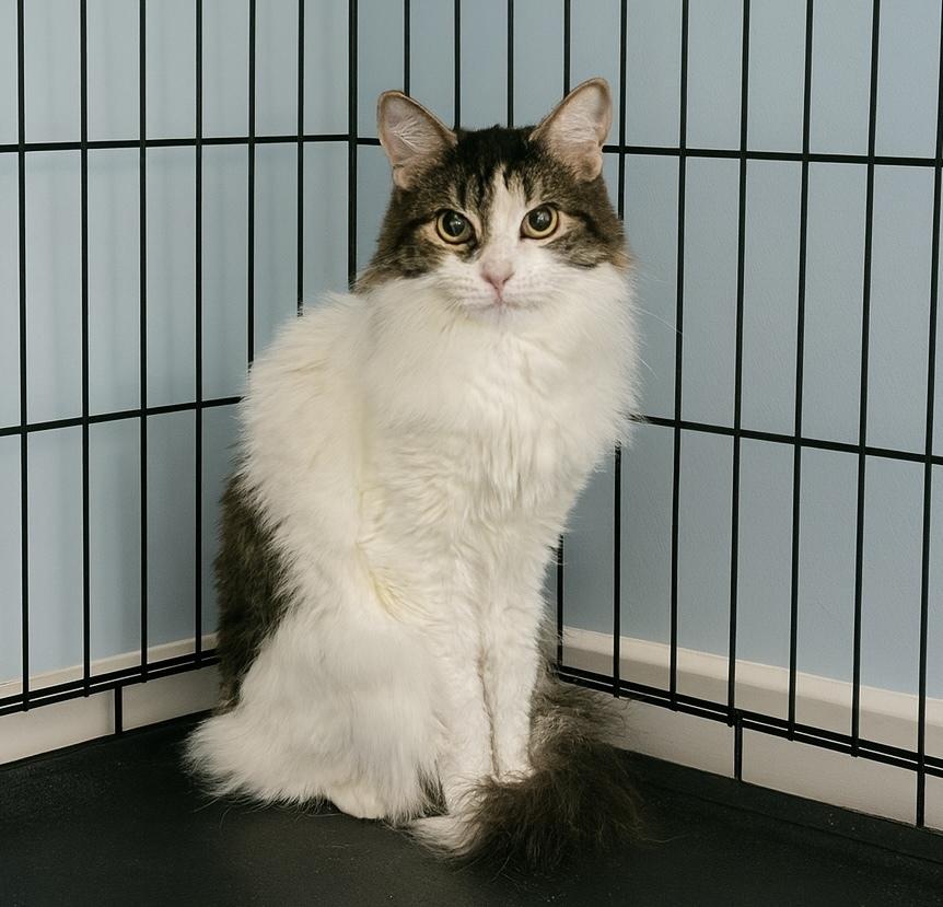 Enlarge Chopstick, a Adoptable mixed breed in Carrollton, VA image 2/6