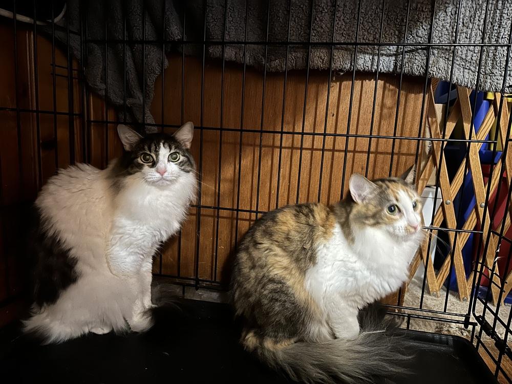 Enlarge Chopstick, a Adoptable mixed breed in Carrollton, VA image 3/6