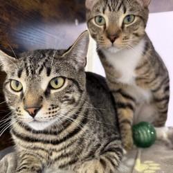 Enlarge Smalls, a Adoptable Domestic Short Hair in Boston, MA image 2/4