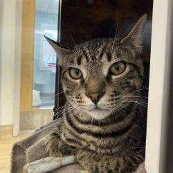 Enlarge Smalls, a Adoptable Domestic Short Hair in Boston, MA image 3/4