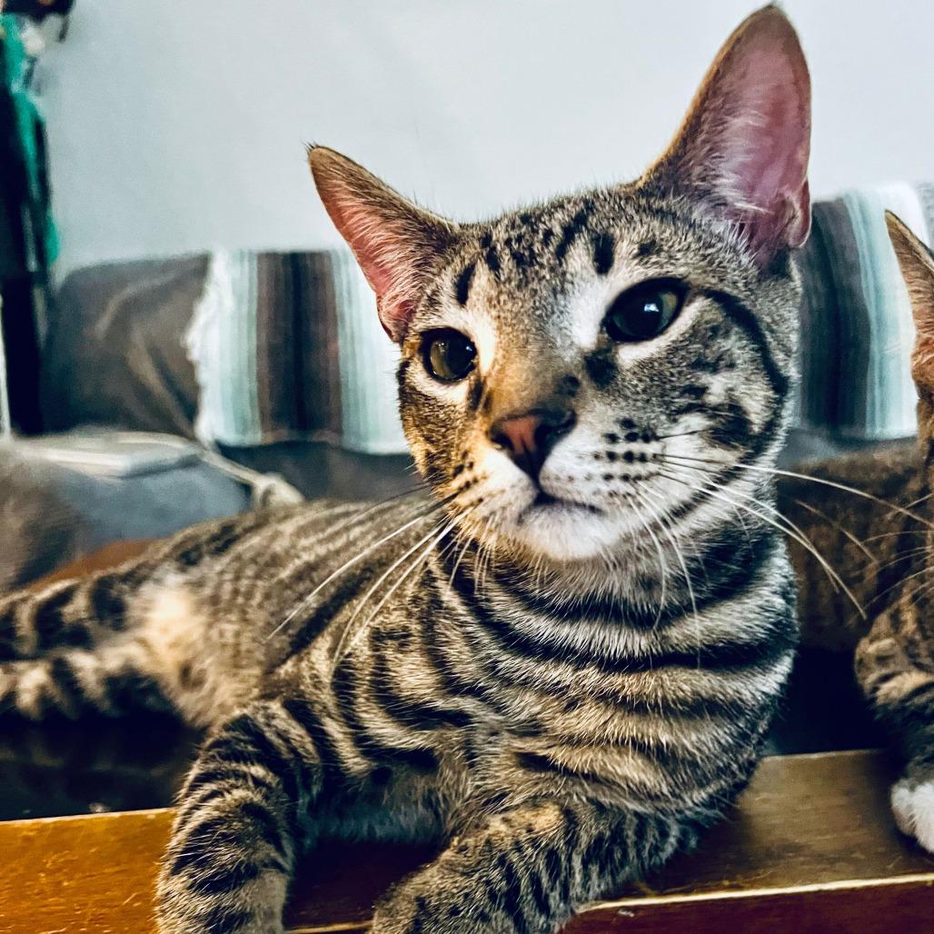 Enlarge Smalls, a Adoptable Domestic Short Hair in Boston, MA image 4/4