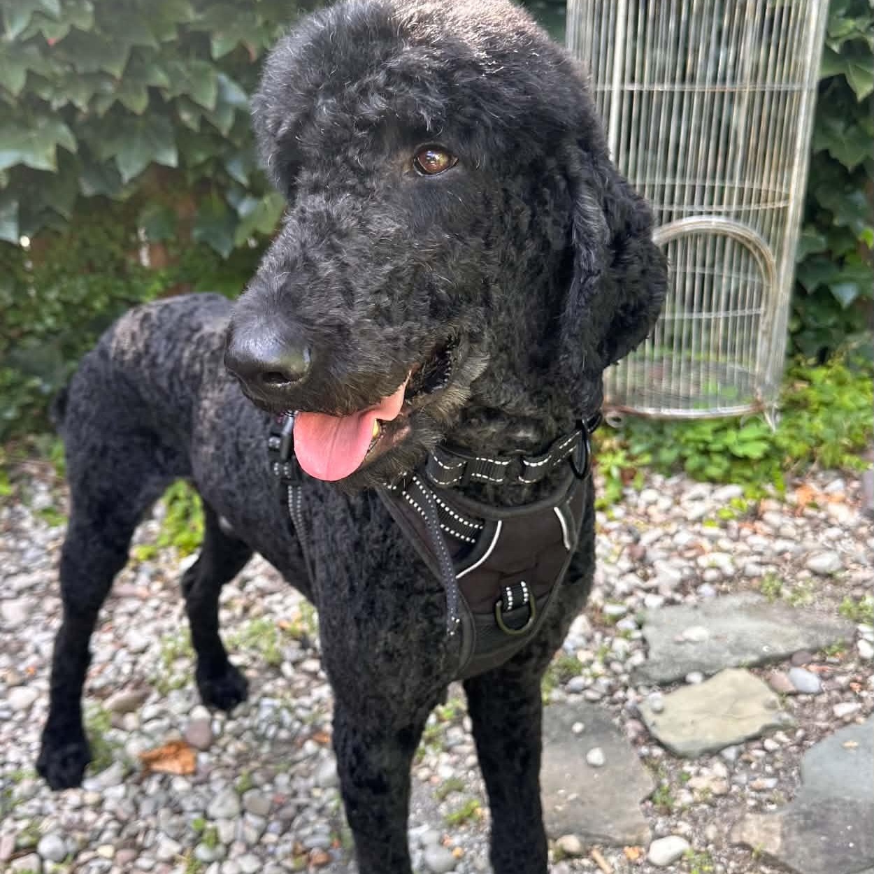 Enlarge Marty, a Adoptable Standard Poodle in Rochester, NY image 6/6