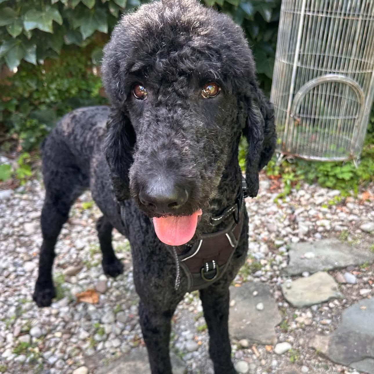 Marty, Adoptable, Adult Male Standard Poodle.