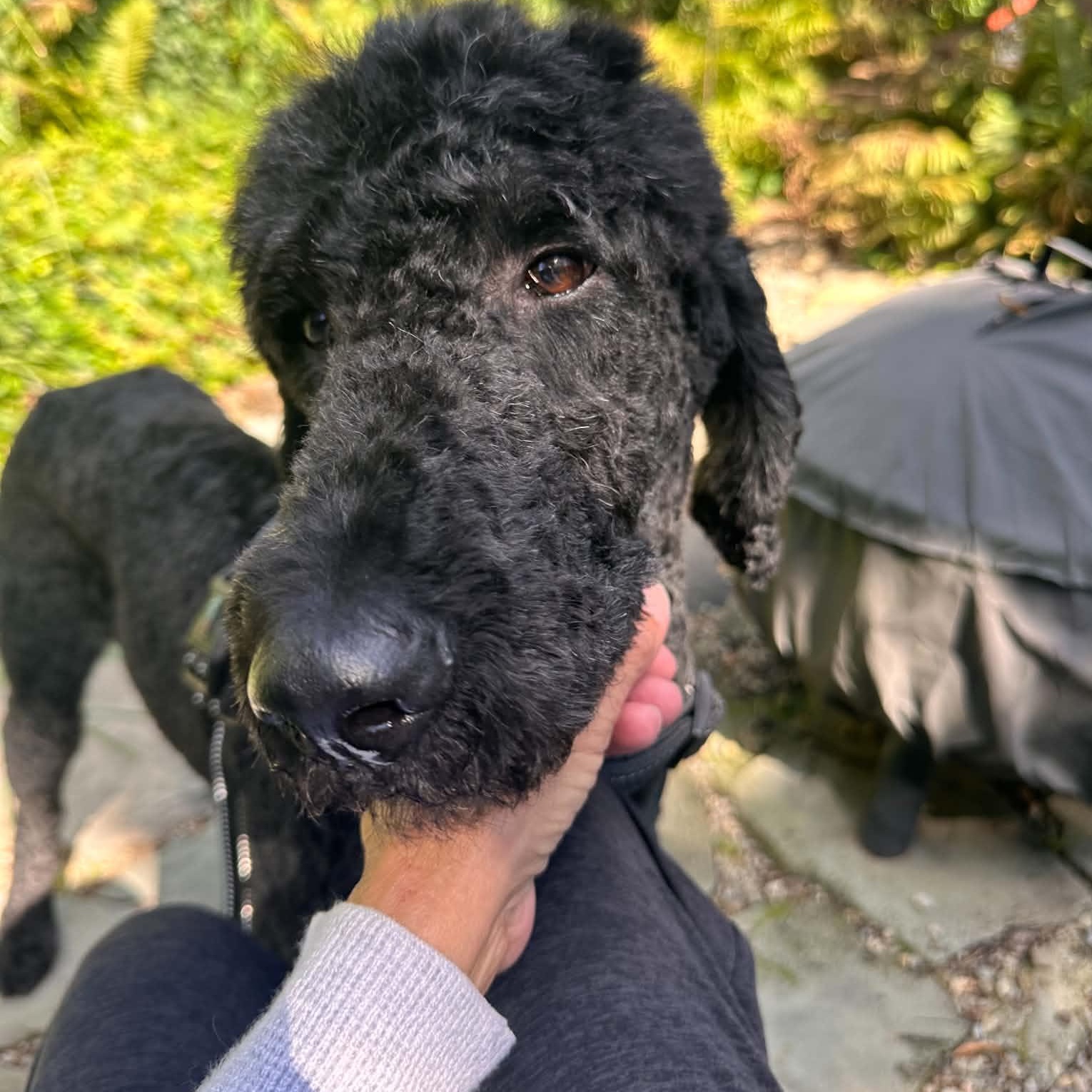Enlarge Marty, a Adoptable Standard Poodle in Rochester, NY image 5/6