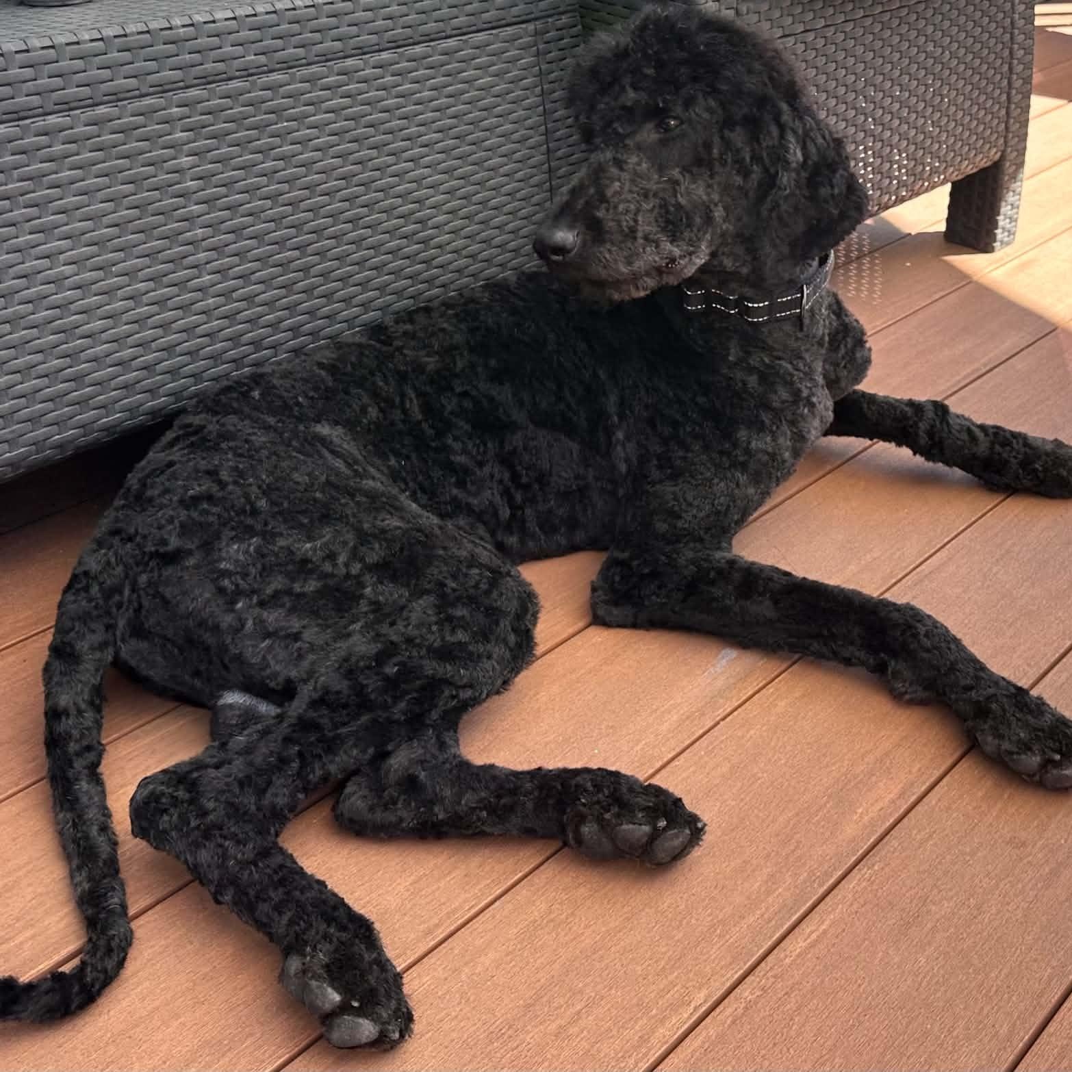 Enlarge Marty, a Adoptable Standard Poodle in Rochester, NY image 4/6