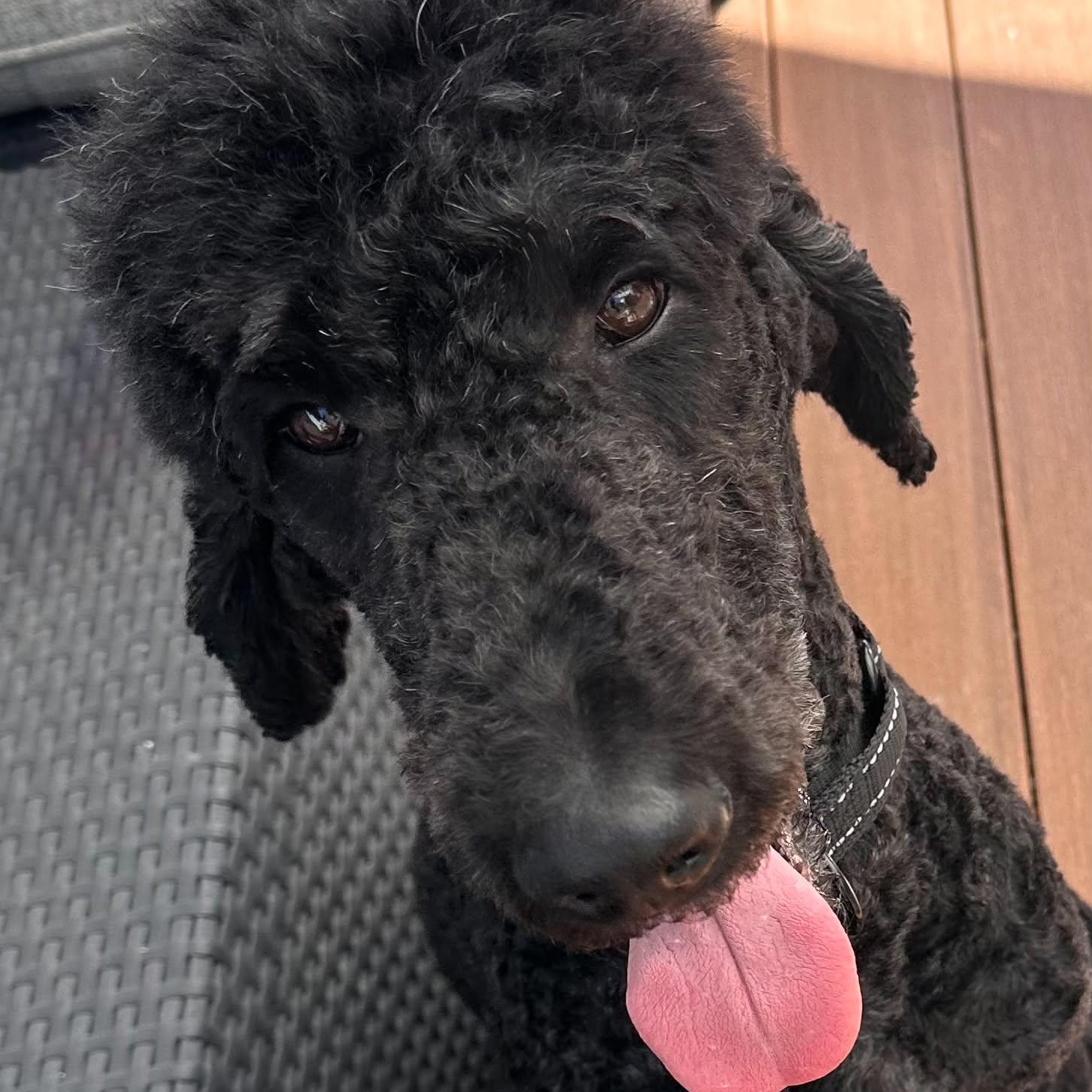 Enlarge Marty, a Adoptable Standard Poodle in Rochester, NY image 2/6