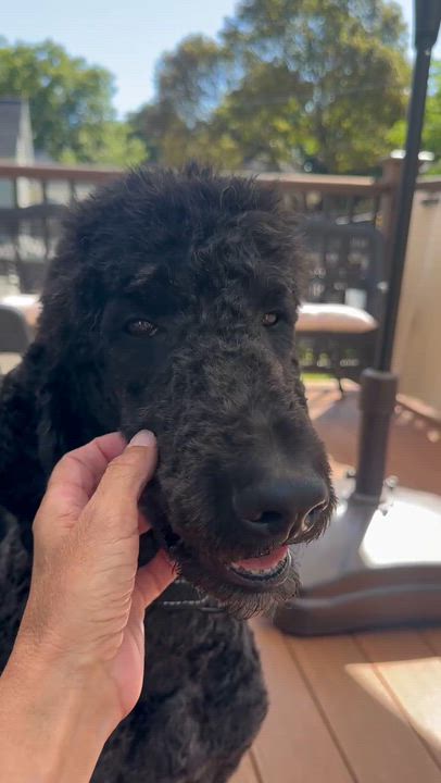 Enlarge Marty, a Adoptable Standard Poodle in Rochester, NY video 3/6