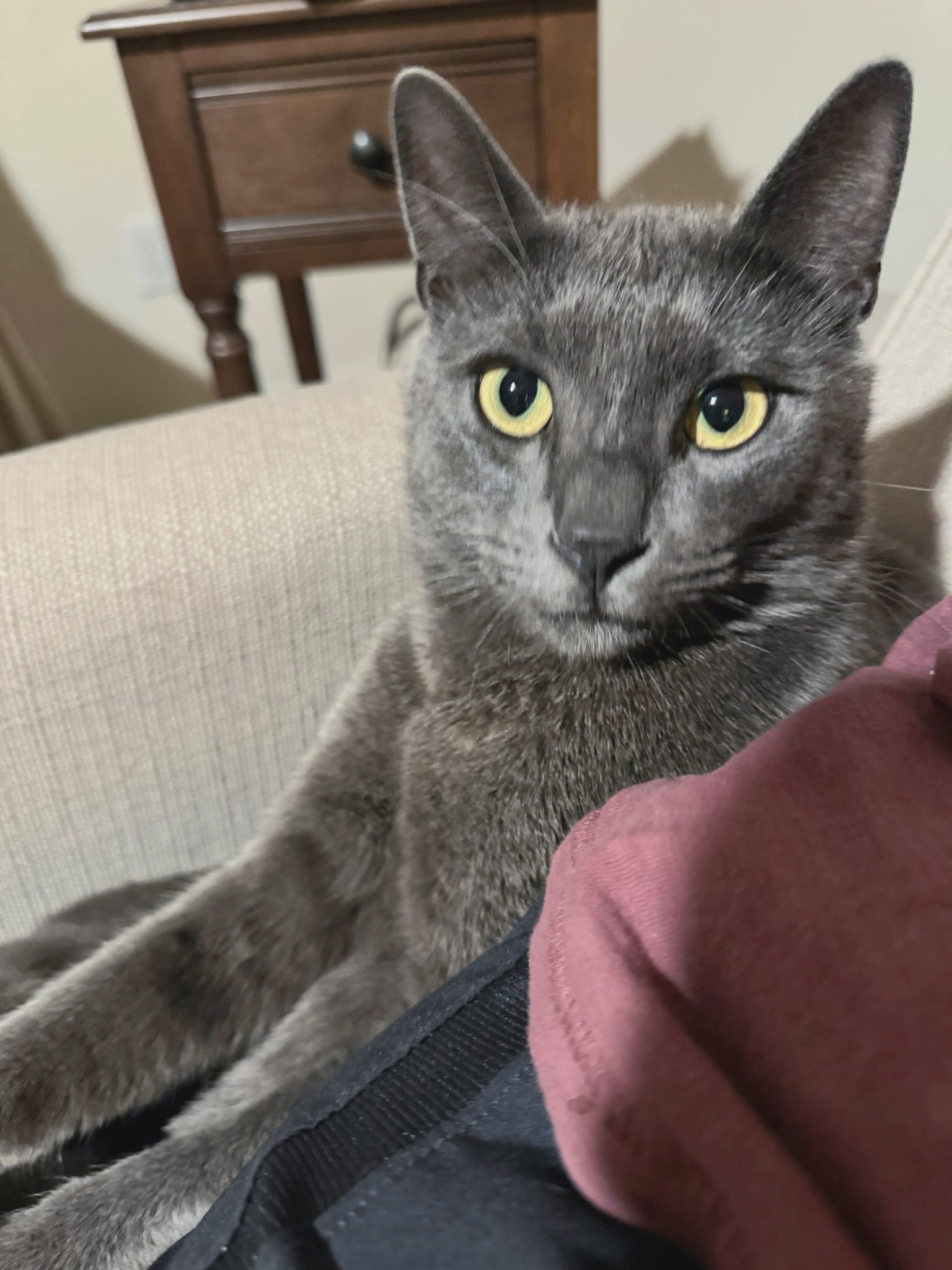 Mikhail #lovebug, Adopted, Young Male Russian Blue & Domestic Short Hair.