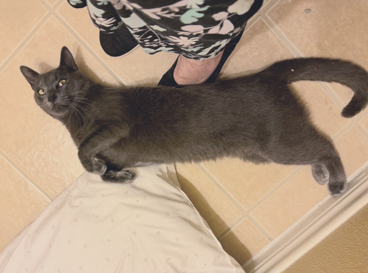 Enlarge Mikhail #lovebug, a Adopted mixed breed in Houston, TX image 5/5