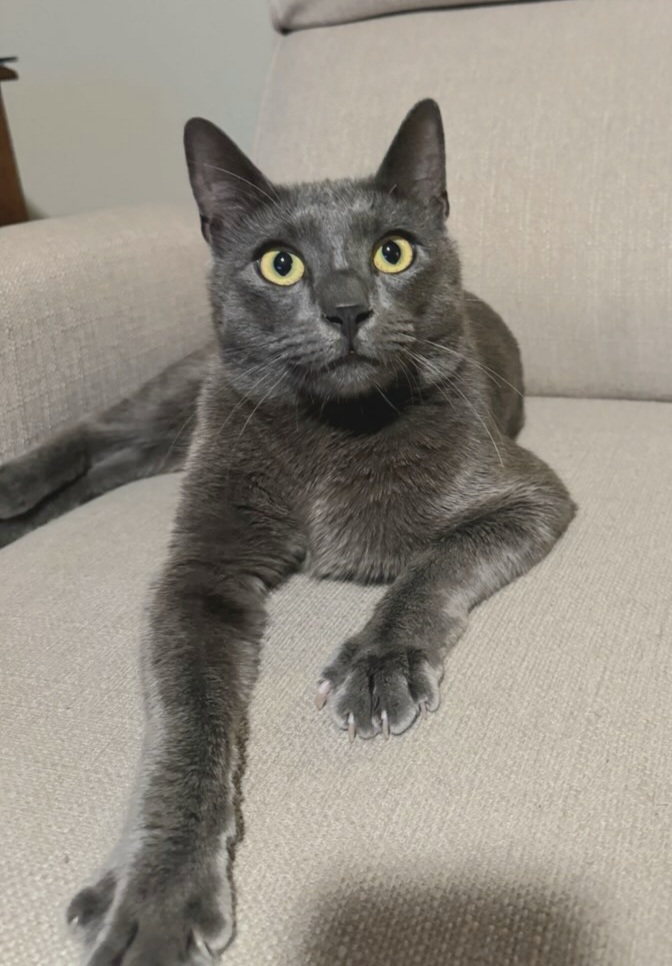 Enlarge Mikhail #lovebug, a Adopted mixed breed in Houston, TX image 4/5