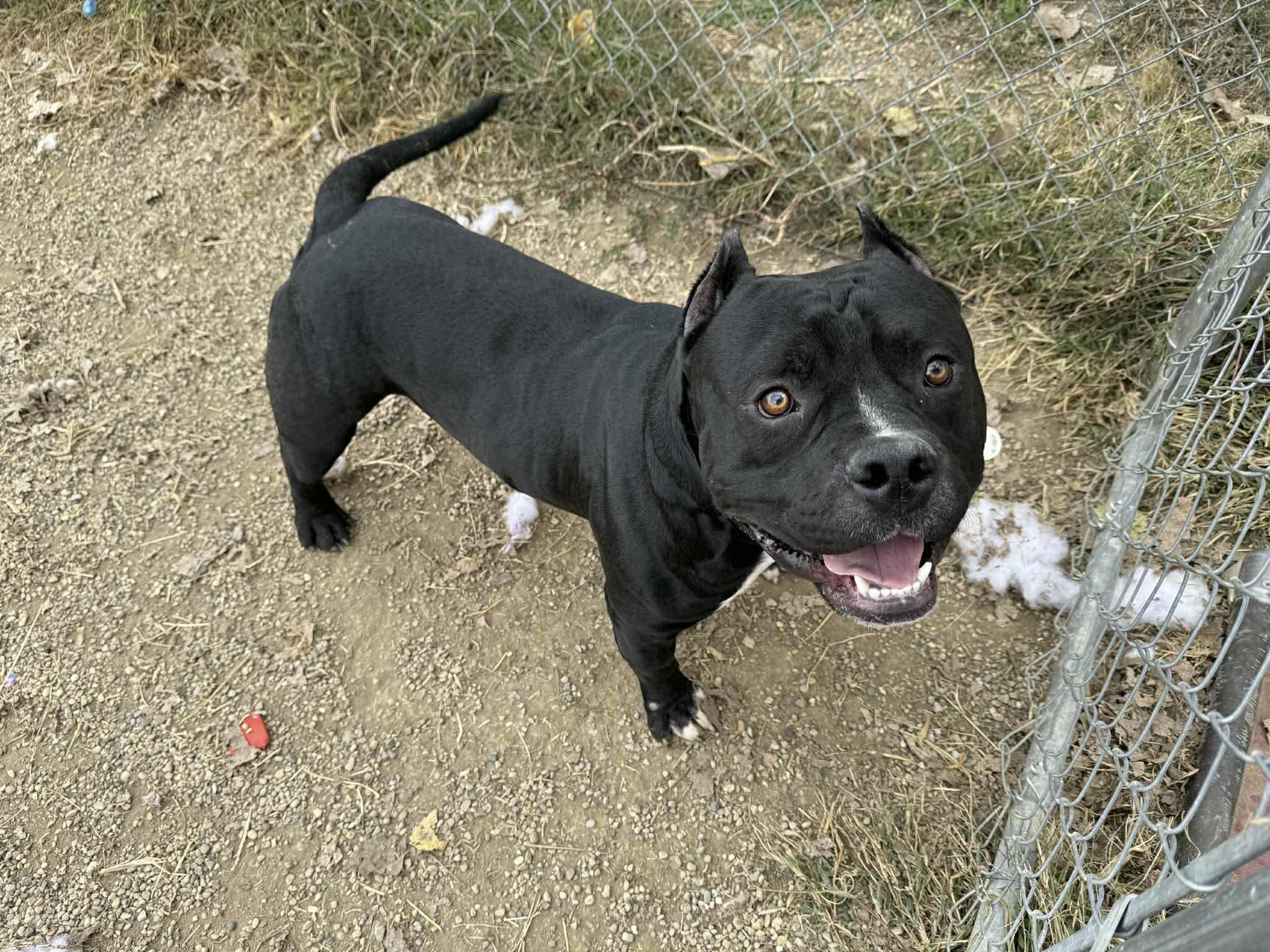 Enlarge Chico, a Adoptable Staffordshire Bull Terrier in Tremont, IL image 1/1