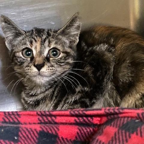 Cheyenne, Adoptable, Kitten Female Domestic Short Hair.