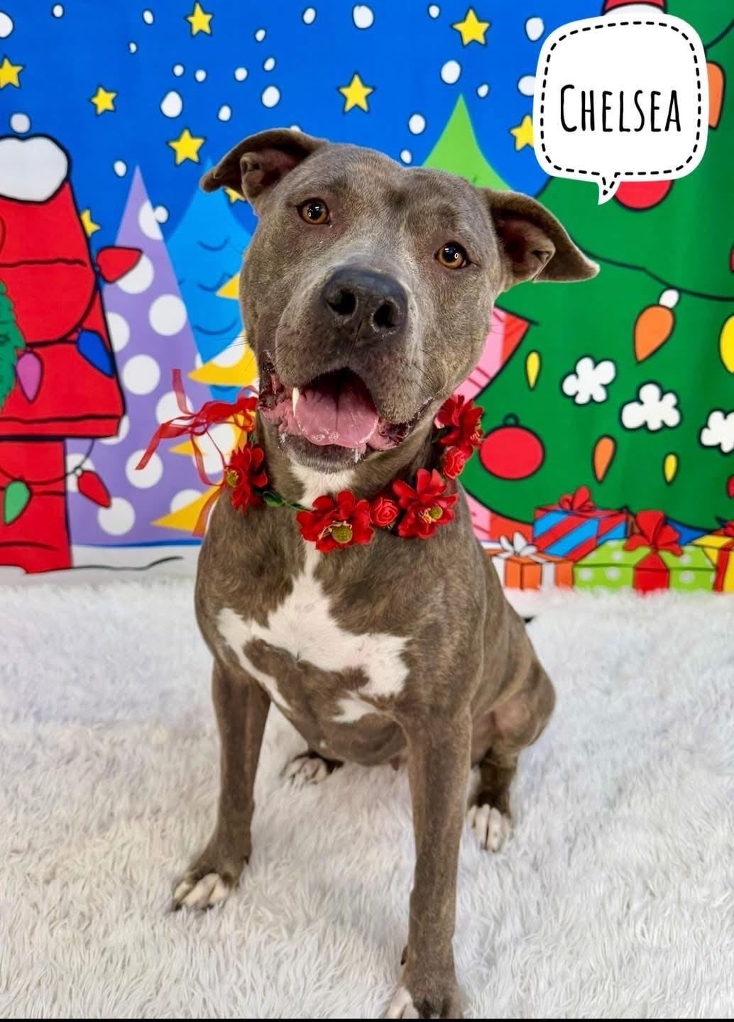 Enlarge Chelsea, an adoptable Mixed Breed in Flint, MI image 1/2