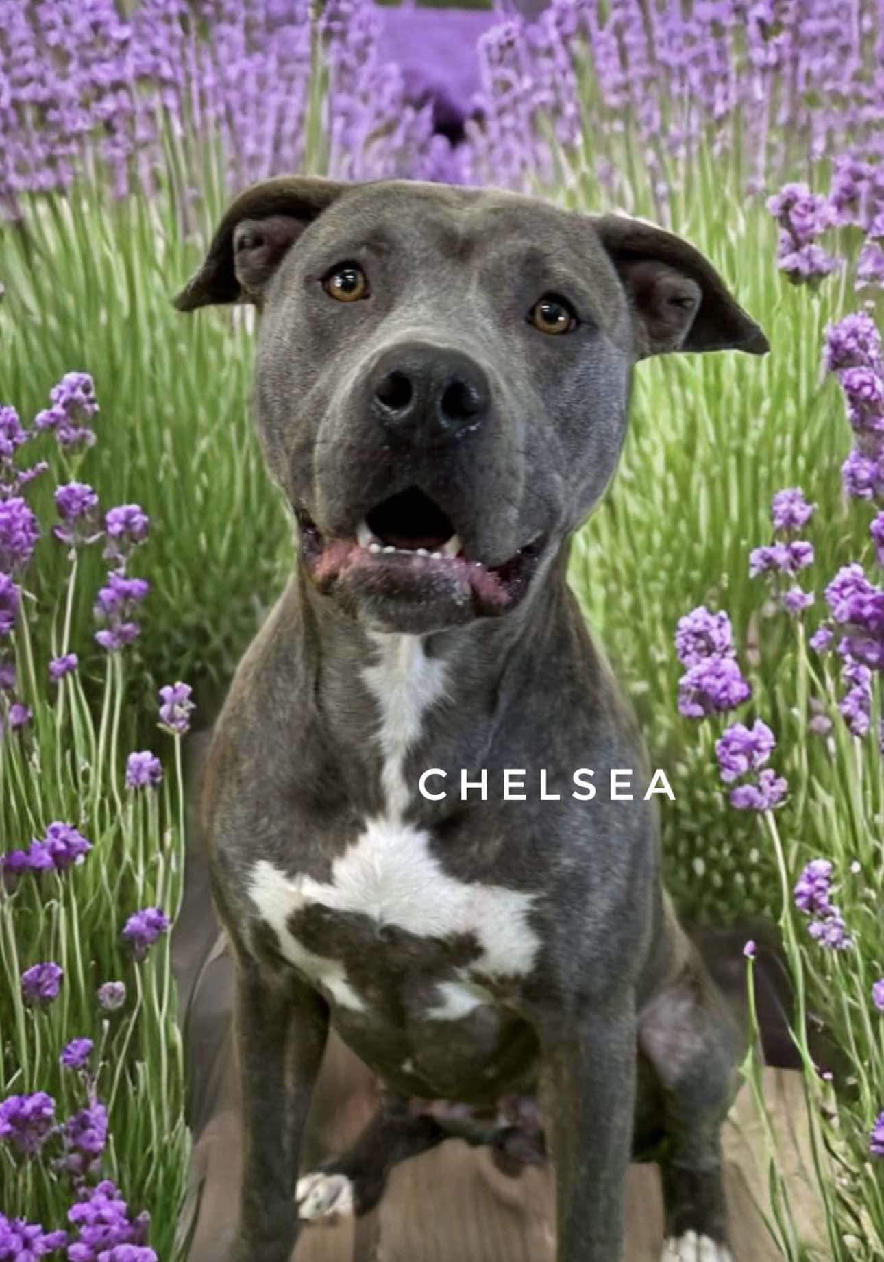Enlarge Chelsea, an adoptable Mixed Breed in Flint, MI image 2/2