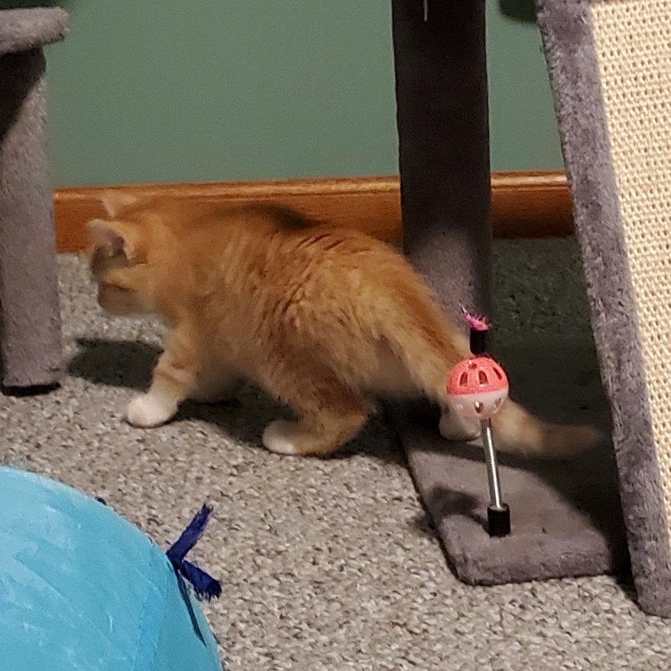 Honey, Adoptable, Kitten Female Domestic Short Hair.