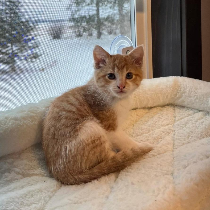 Honey, a Adoptable Domestic Short Hair in Chaska, MN image 2/4