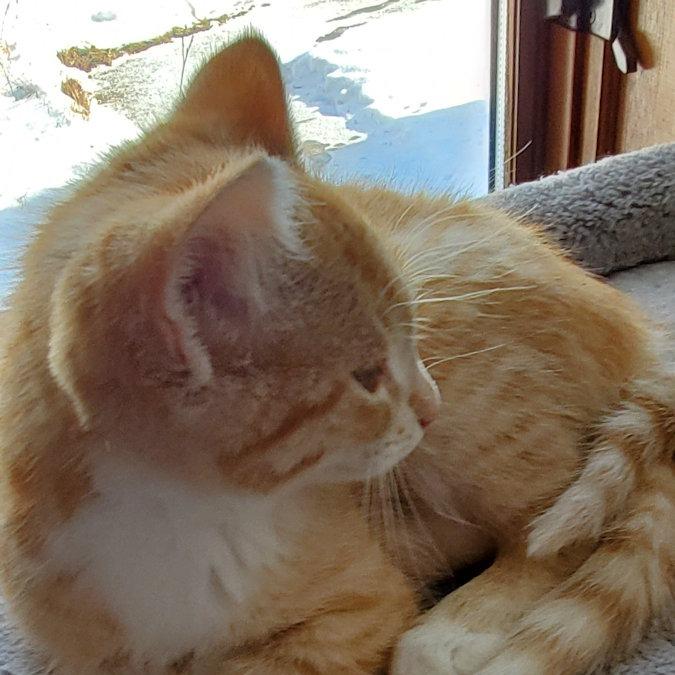 Honey, a Adoptable Domestic Short Hair in Chaska, MN image 3/4