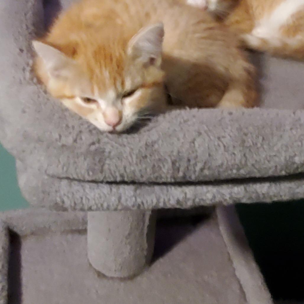 Honey, a Adoptable Domestic Short Hair in Chaska, MN image 4/4