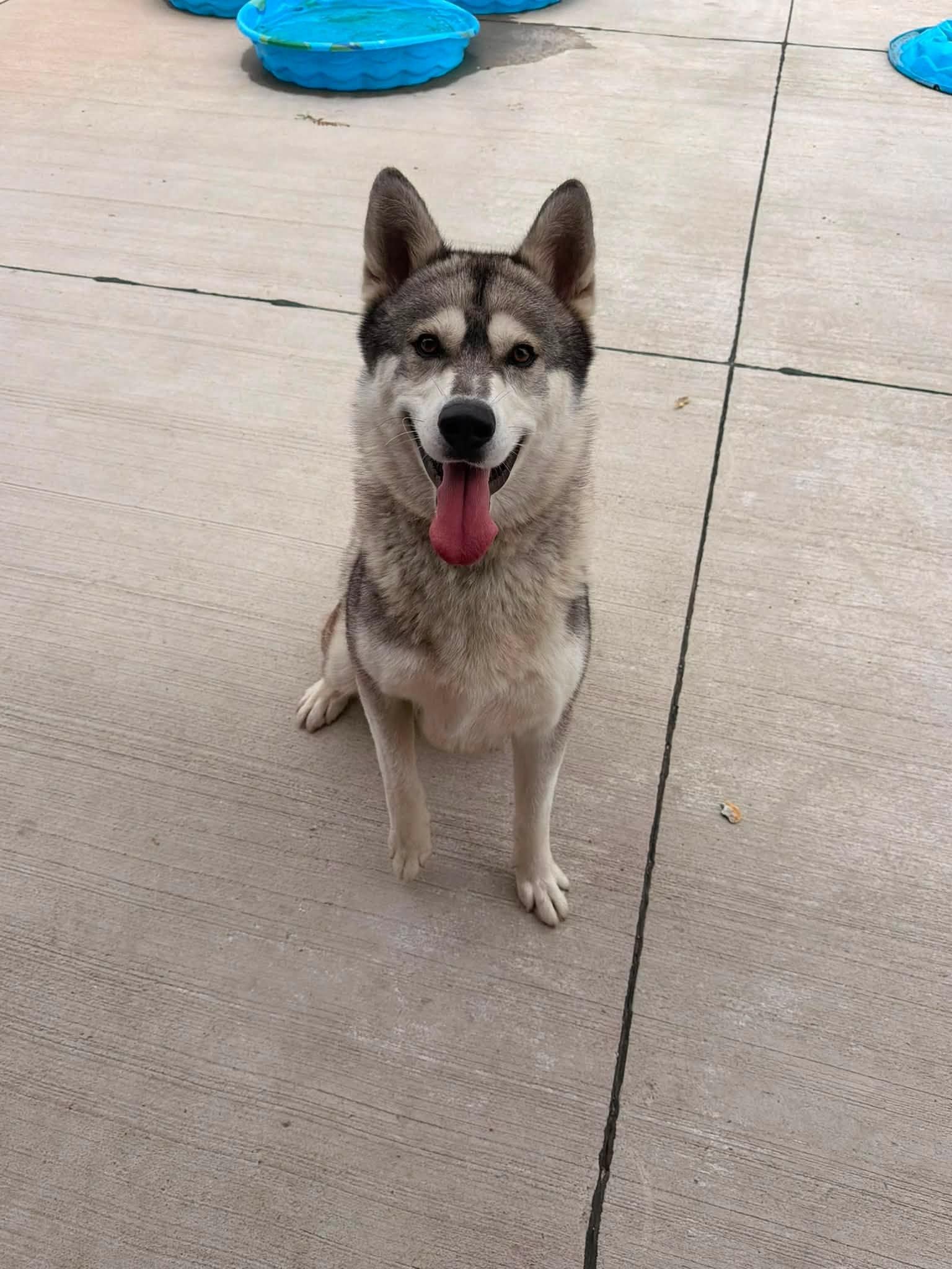 Heinz, ADOPTABLE, Adult Male Husky.