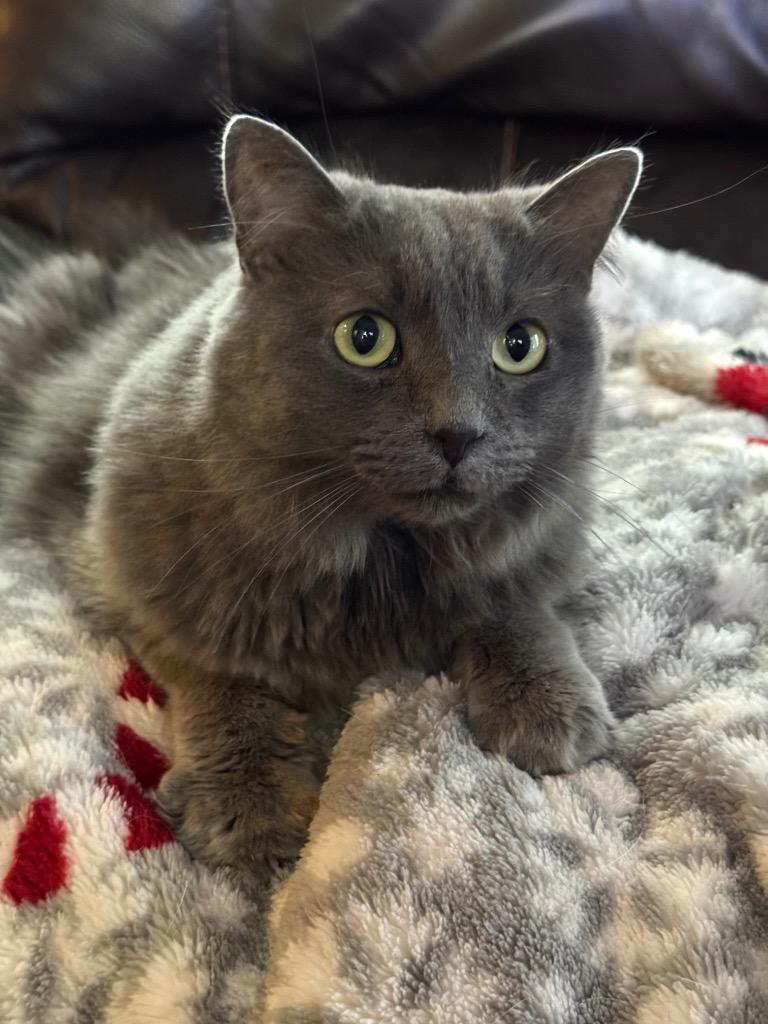 Enlarge FooFoo, a Adoptable mixed breed in Canyon Lake, TX image 1/1