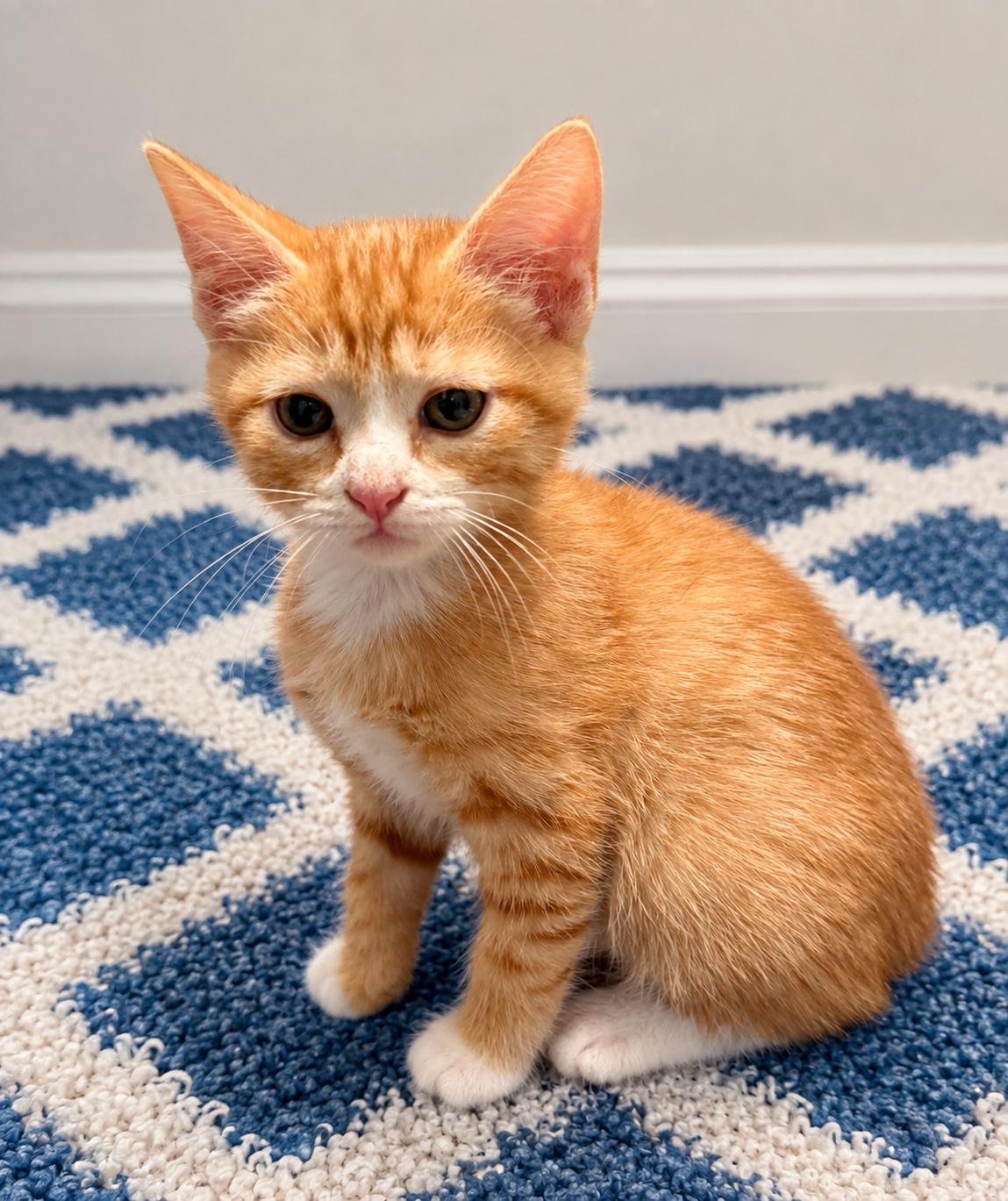 Pizza Roll, an adopted Domestic Short Hair in Greensboro, NC image 1/2