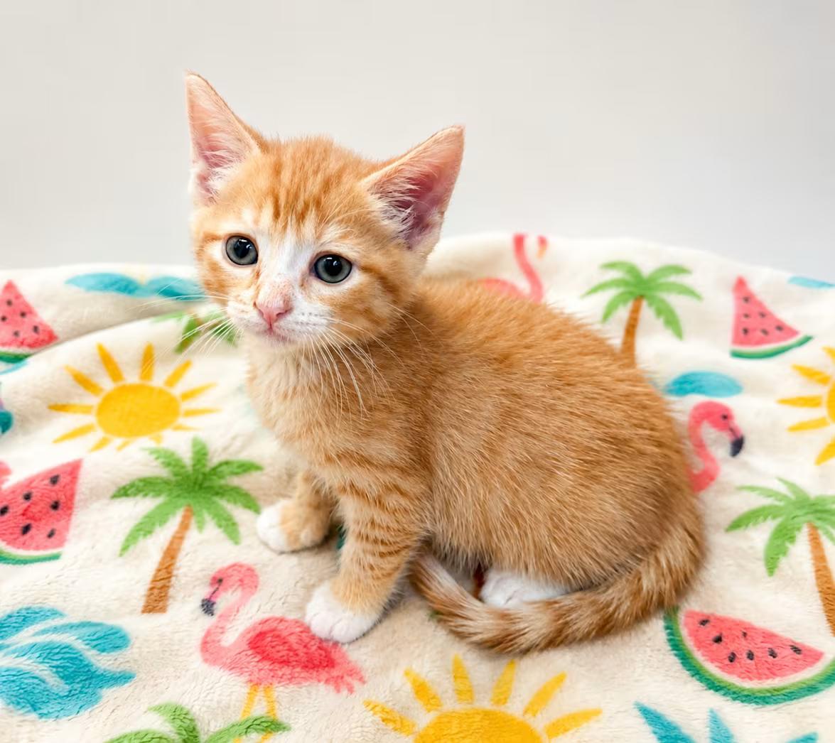Pizza Roll, an adopted Domestic Short Hair in Greensboro, NC image 2/2