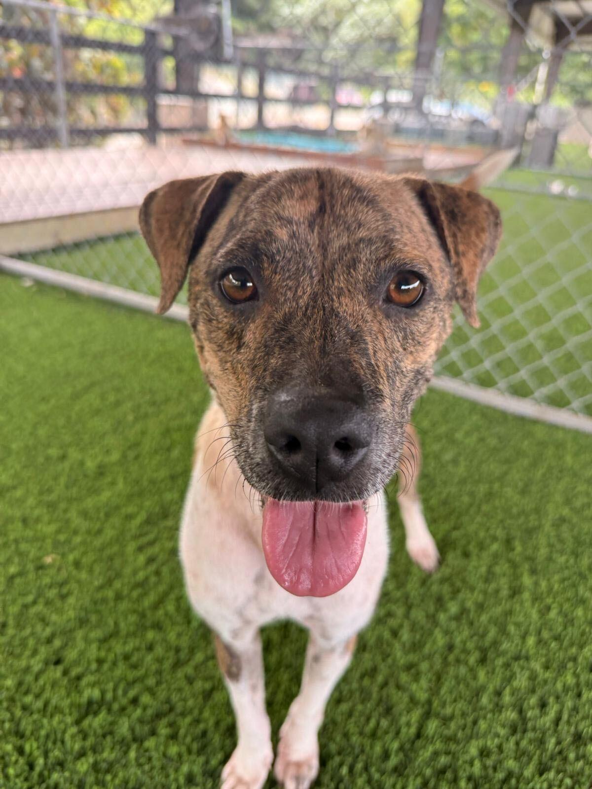 Enlarge Butternut, a ADOPTABLE mixed breed in Brooklyn, NY image 1/4