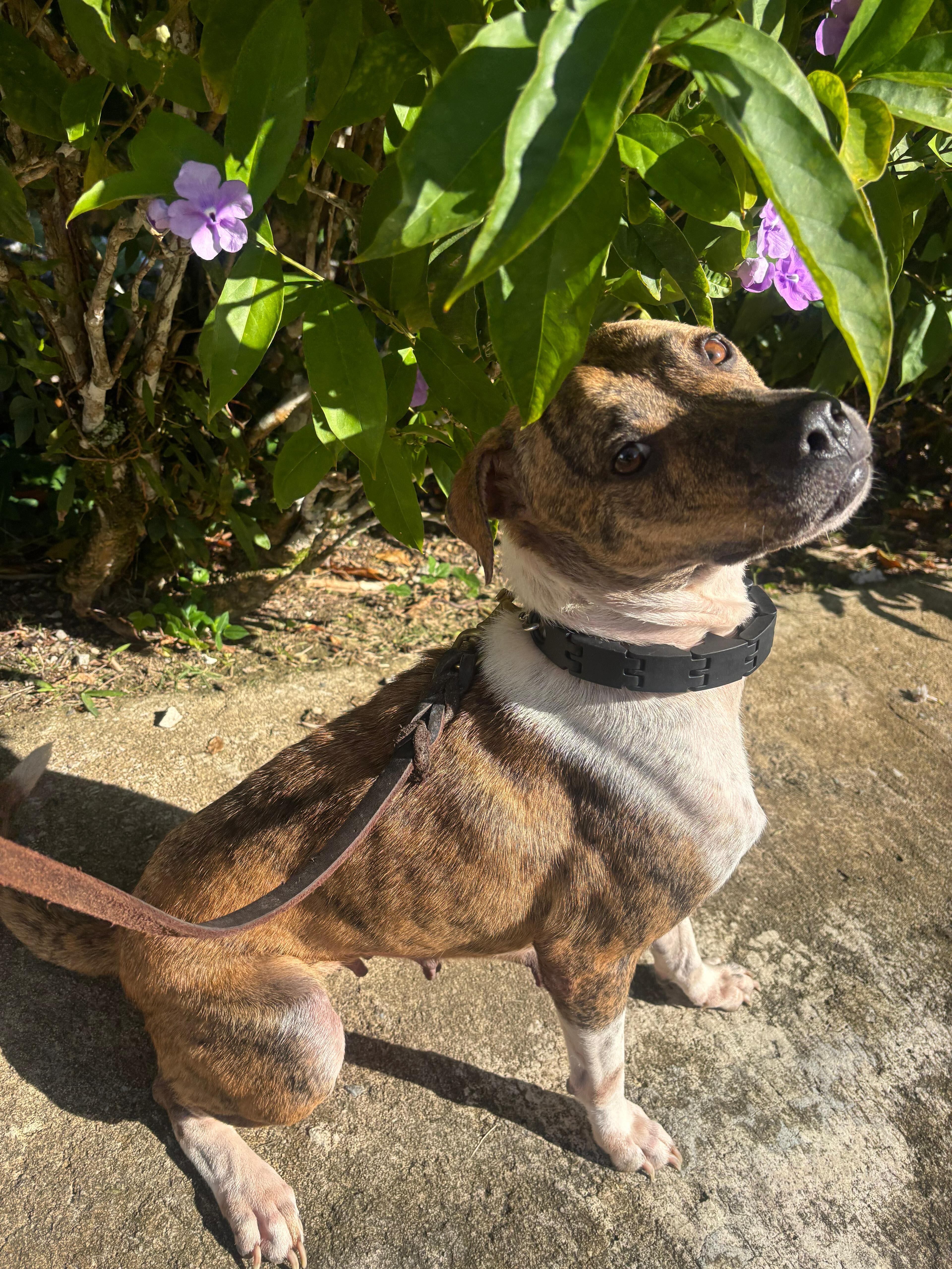 Enlarge Butternut, a ADOPTABLE mixed breed in Brooklyn, NY image 2/4