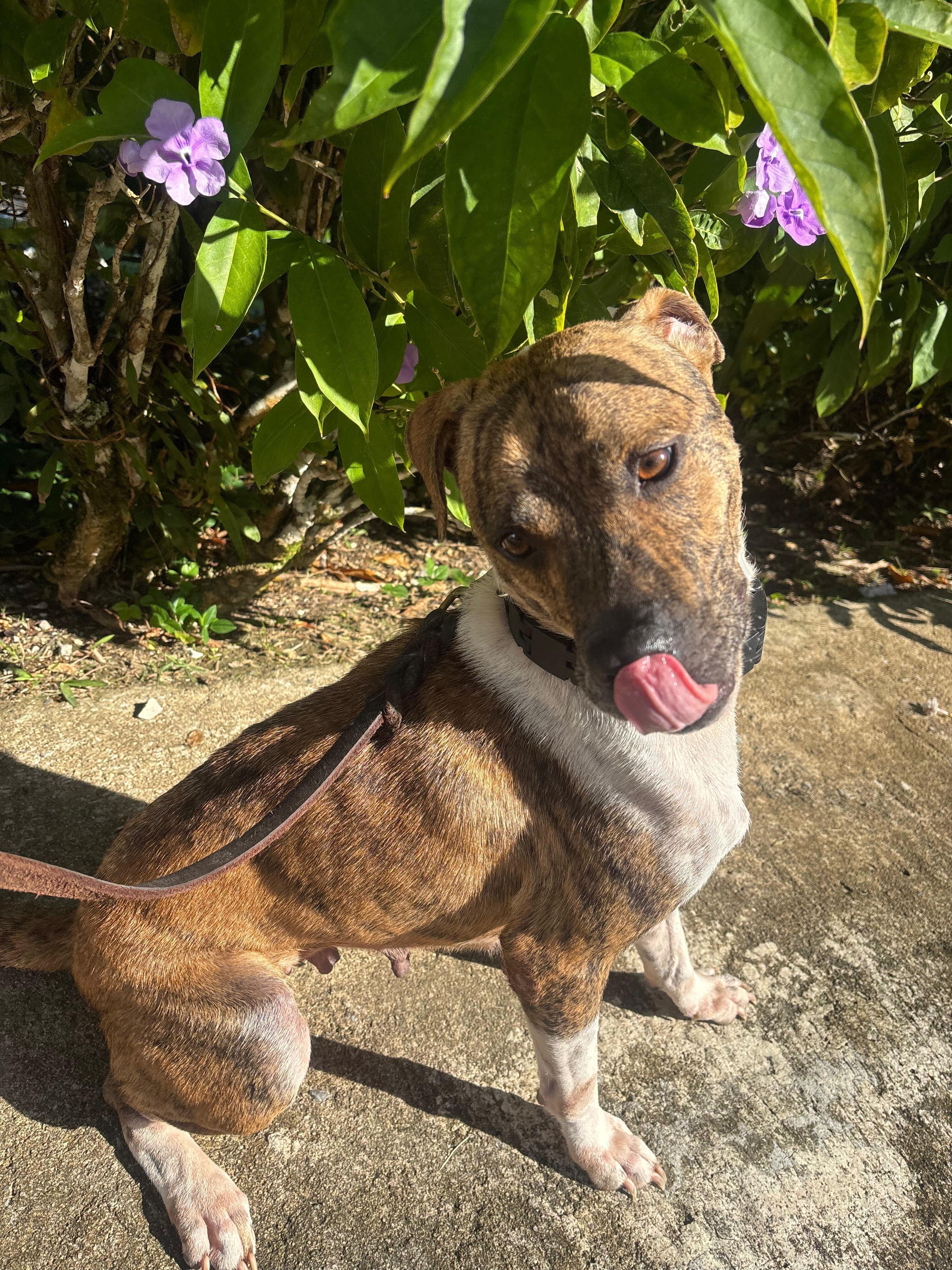 Enlarge Butternut, a ADOPTABLE mixed breed in Brooklyn, NY image 3/4