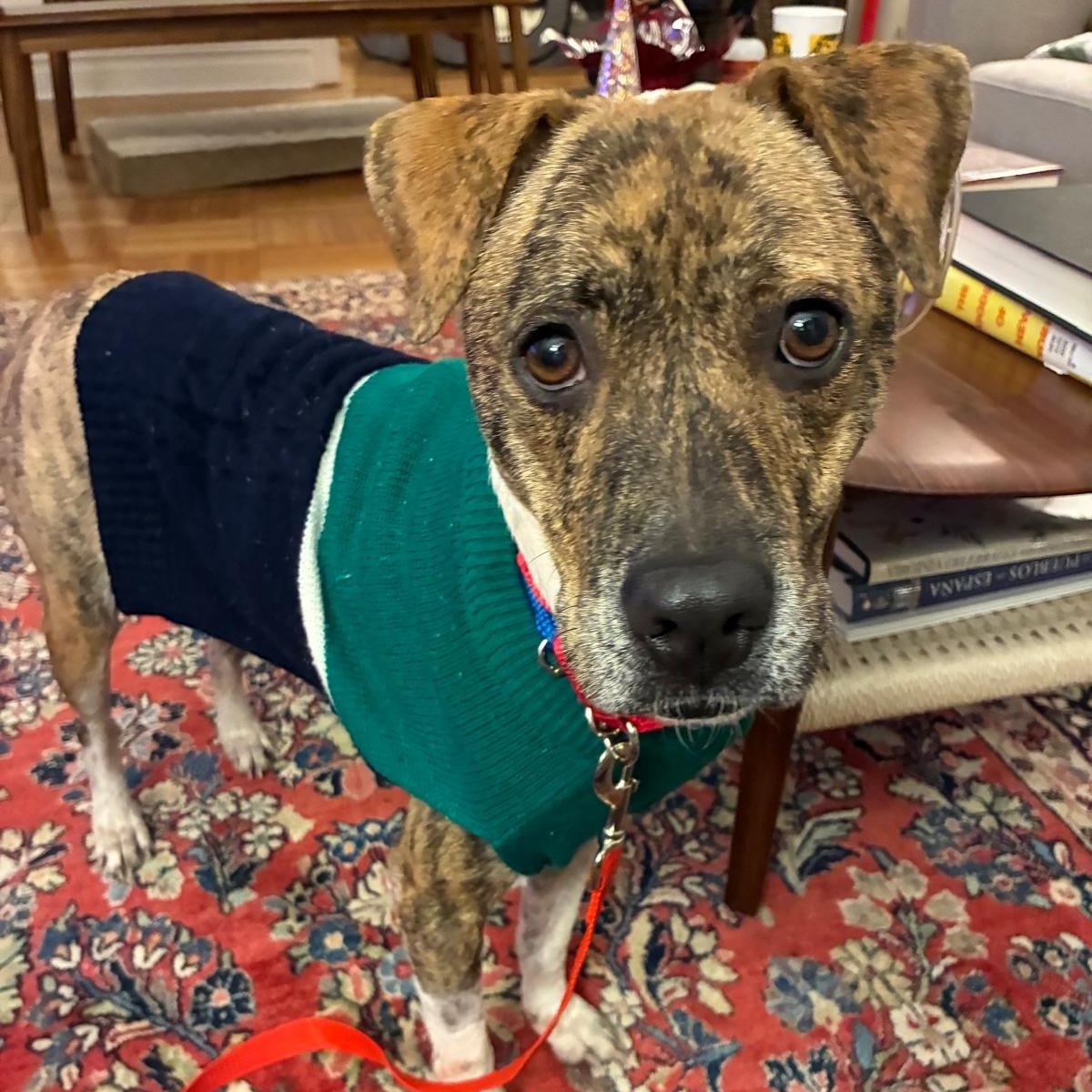 Enlarge Butternut, a ADOPTABLE mixed breed in Brooklyn, NY image 1/5