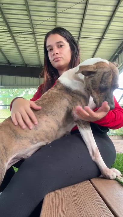 Enlarge Butternut, a ADOPTABLE mixed breed in Brooklyn, NY video 4/4