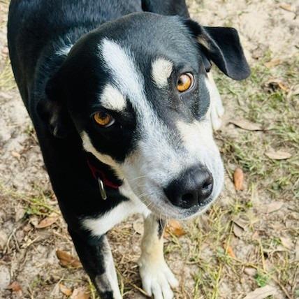 Mickey, a Adoptable Mixed Breed in Williston, FL image 2/6