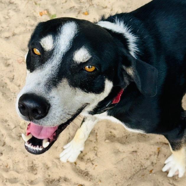 Mickey, a Adoptable Mixed Breed in Williston, FL image 5/6