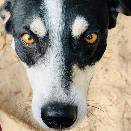 Mickey, a Adoptable Mixed Breed in Williston, FL image 6/6
