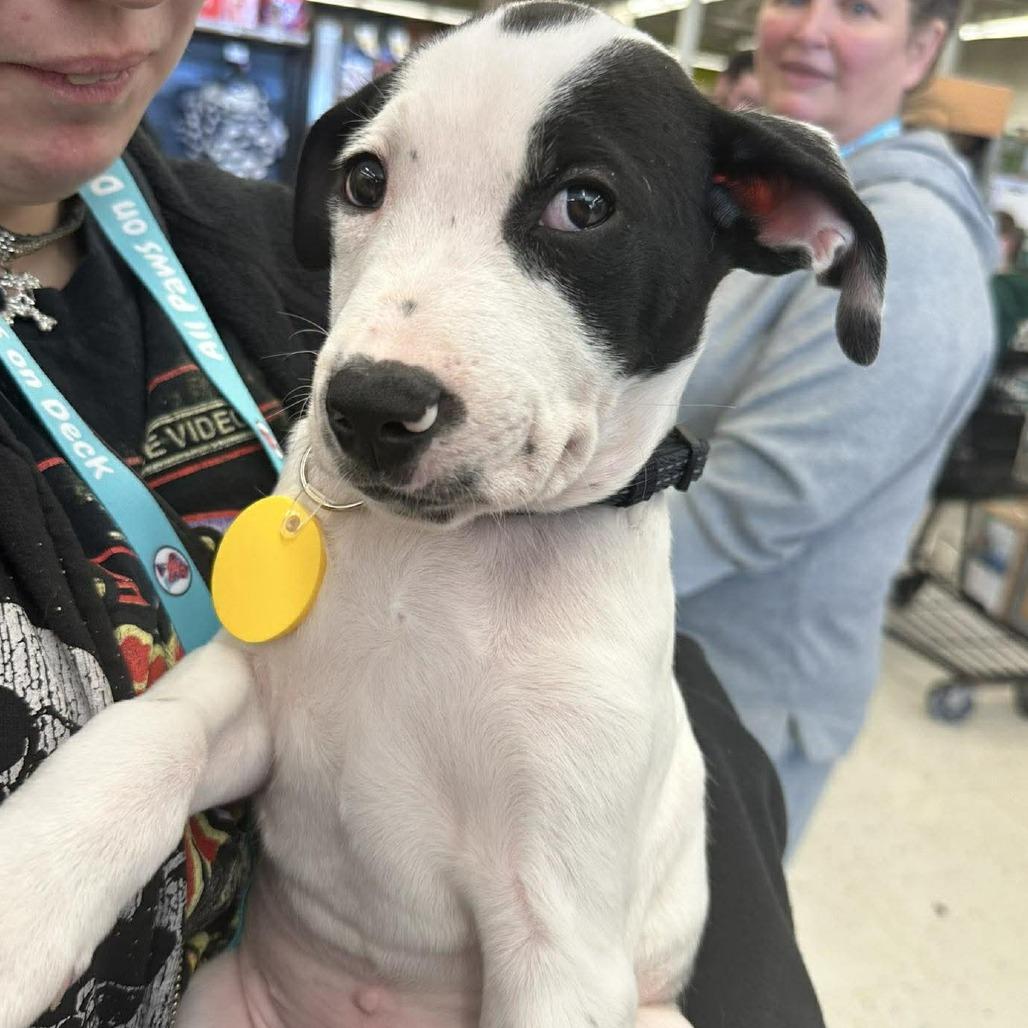 Benedict, Adoptable, Puppy Male Labrador Retriever & Hound.