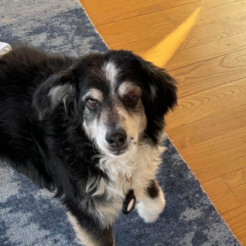 Enlarge Shadow, a Adoptable Australian Shepherd in Sherwood, OR image 1/1