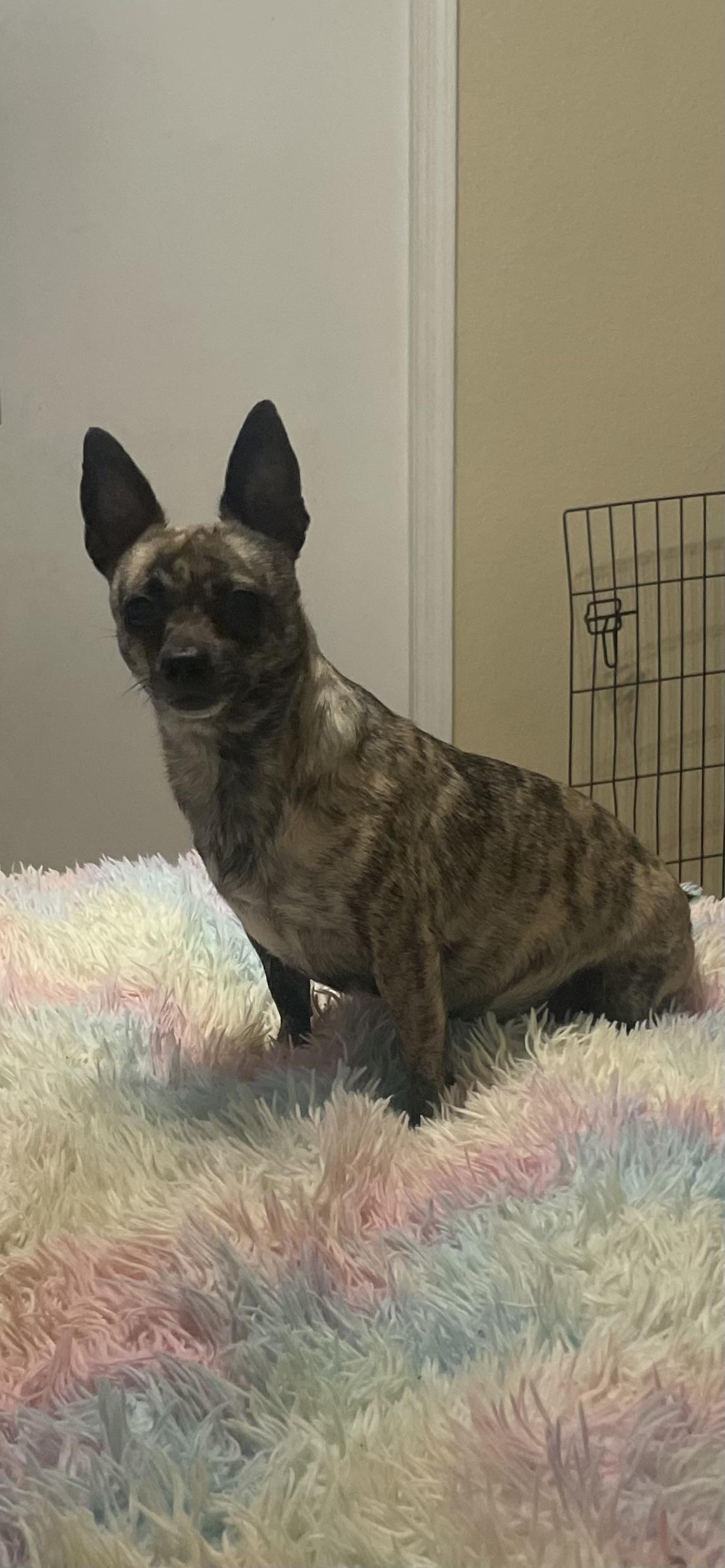 Enlarge Tamera, a ADOPTABLE Chihuahua in Mesa, AZ image 1/1