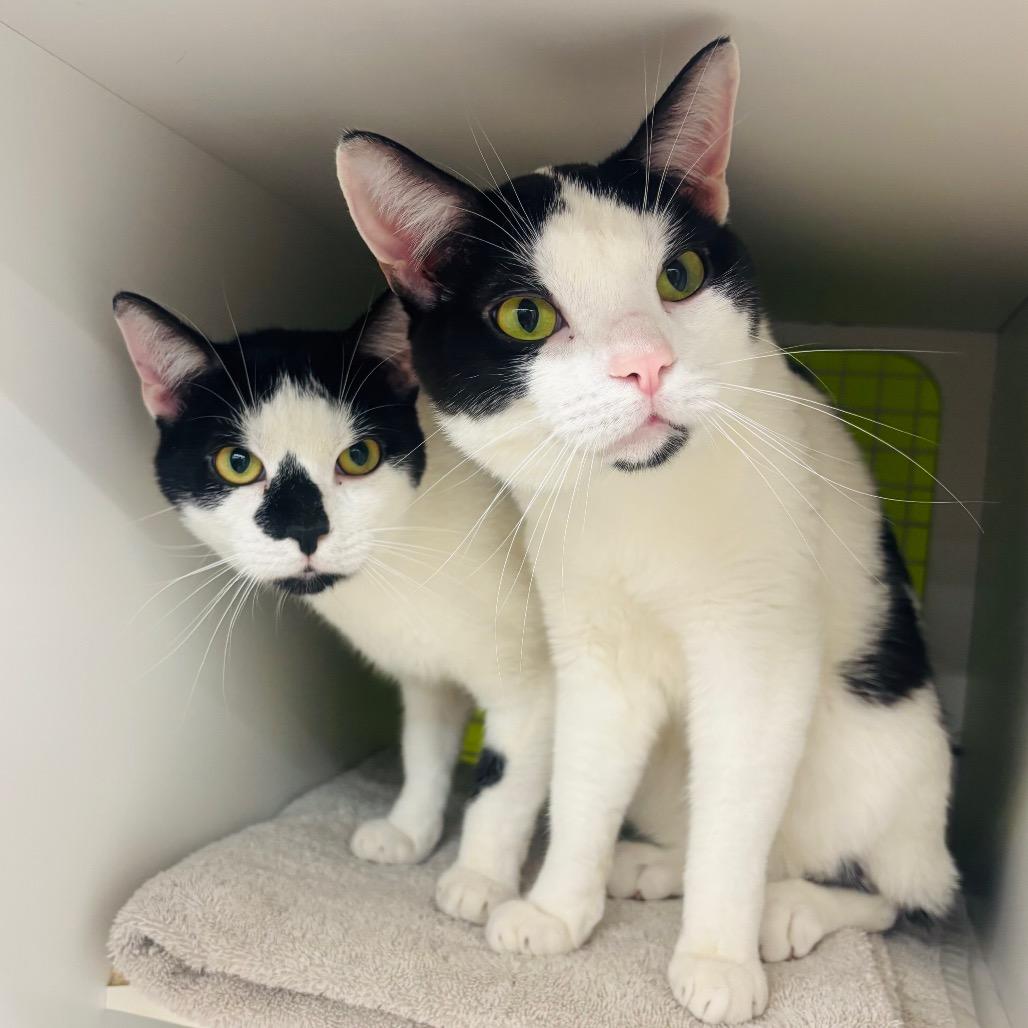 Sheldon & Eldon {Bonded}, Adoptable, Young Male Domestic Short Hair.