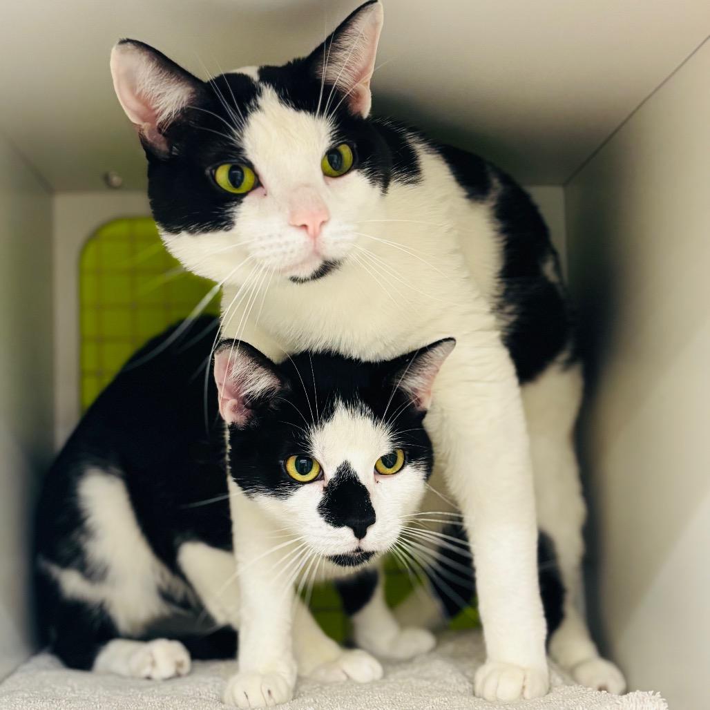 Enlarge Sheldon & Eldon {Bonded}, a Adoptable Domestic Short Hair in Woodbury, NJ image 2/6