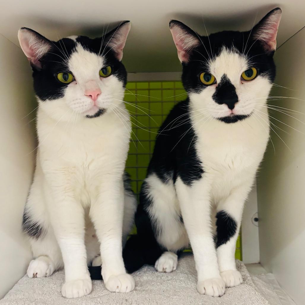 Enlarge Sheldon & Eldon {Bonded}, a Adoptable Domestic Short Hair in Woodbury, NJ image 3/6